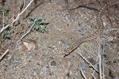 Arizona elegans candida