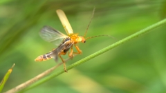 Cantharis