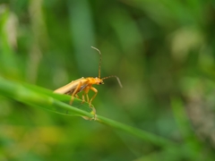 Cantharis