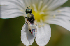 Nemotelus pantherinus