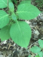 Collinsonia canadensis