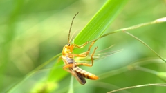 Cantharis