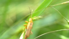 Cantharis