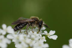 Andrena