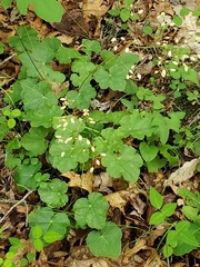 Heuchera longiflora