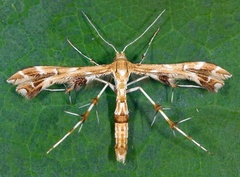 Geina periscelidactylus