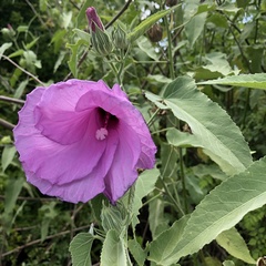 Hibiscus striatus lambertianus
