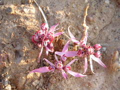 Euphorbia radians