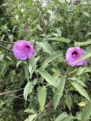 Hibiscus striatus lambertianus