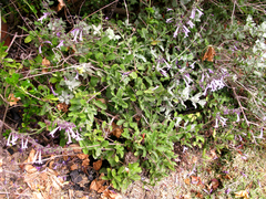Salvia scabra