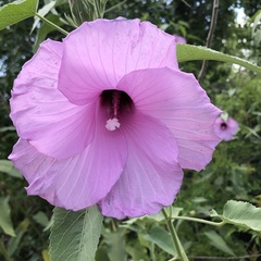 Hibiscus striatus lambertianus