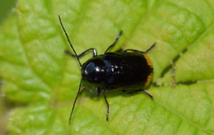 Cryptocephalus biguttatus