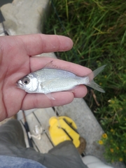 Eucinostomus harengulus