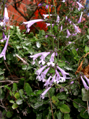Salvia scabra
