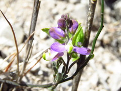 Polygala compacta