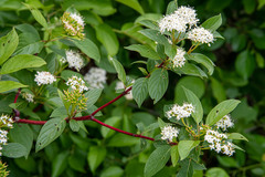 Cornus sericea