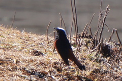 Phoenicurus leucocephalus