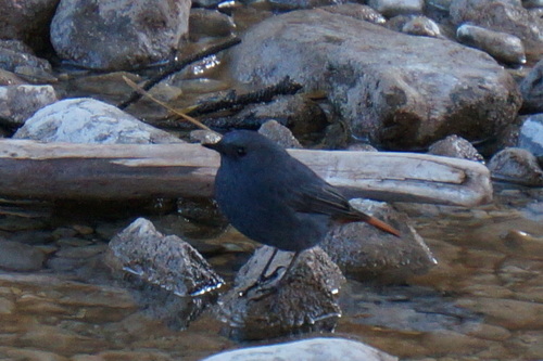 Phoenicurus fuliginosus