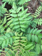 Sorbaria