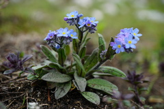 Myosotis alpestris