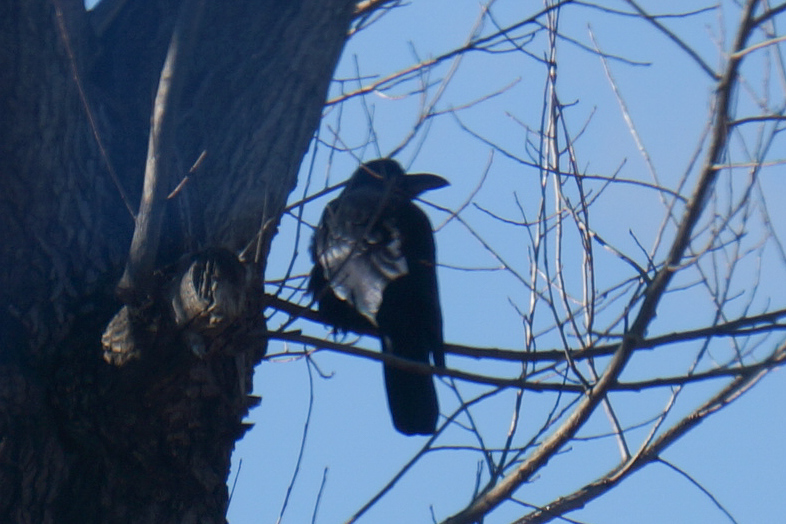 Large-billed Crow