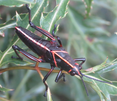 Taeniopoda varipennis