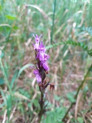 Dactylorhiza elata