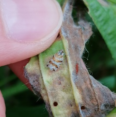 Tachycixius venustulus