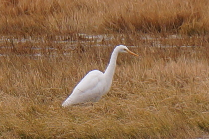 Ardea intermedia
