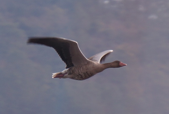 Greylag Goose