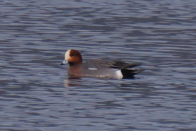Eurasian Wigeon