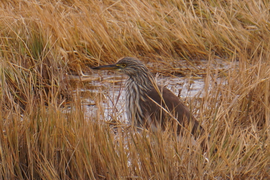 Chinese Pond Heron