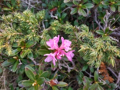 Rhododendron myrtifolium