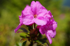 Rhododendron myrtifolium
