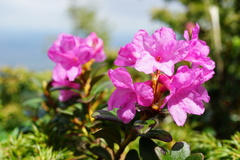 Rhododendron myrtifolium