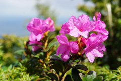 Rhododendron myrtifolium