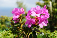 Rhododendron myrtifolium