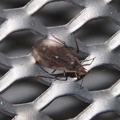 Cantacader lethierryi