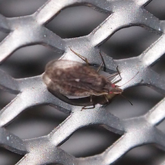 Cantacader lethierryi