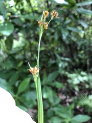 Rhynchospora fascicularis subsp. fascicularis image
