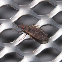 Cantacader lethierryi