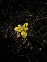 Moraea tricolor