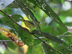 Phylloscopus ricketti