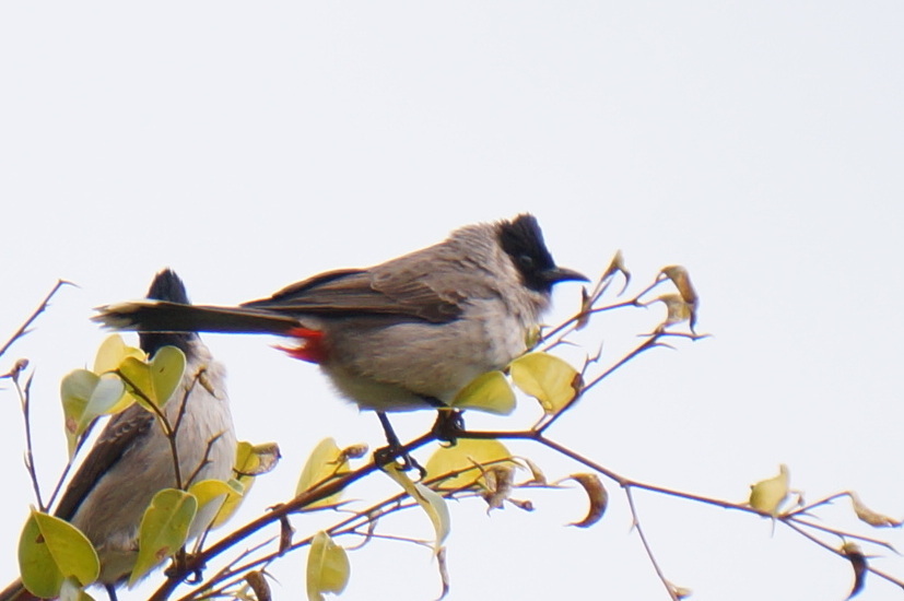 Sooty-headed Bulbul
