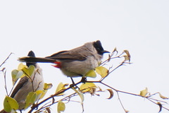 Pycnonotus aurigaster