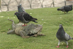 Columba livia domestica