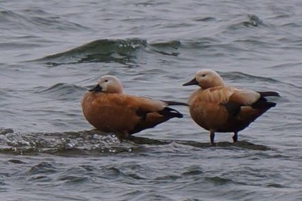 Ruddy Shelduck