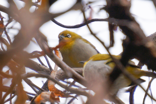 Zosterops palpebrosus