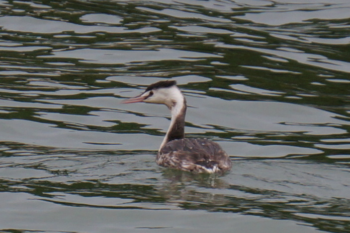 Great Crested Grebe