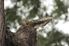 Iguana iguana